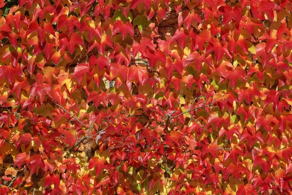 Parthenocissus tricuspidata, enredadera japonesa, Woodbine, Boston Ivy, Ivy en otoño, Alemania — Foto de Stock