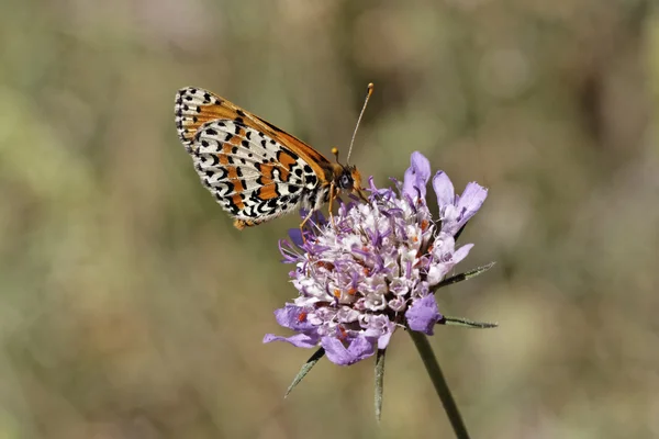 Melitaea didyma, Spotted fritillary or Red-band fritillary, european butterfly from France, Europe — Stock Photo, Image