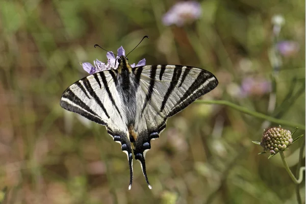 Iiphiclides podalirius, paź żeglarz, żagiel swallowtail, swallowtail grusza Europejskiej motyl z Francji — Zdjęcie stockowe