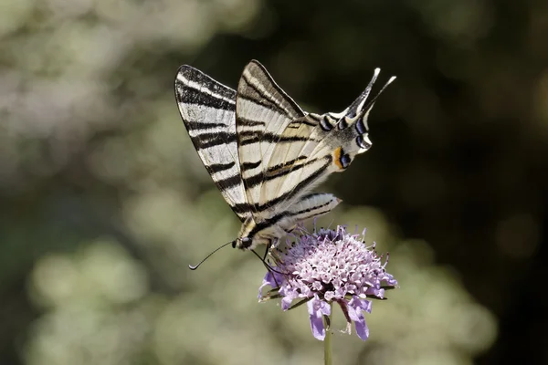 Iphiclides podalirius, paź żeglarz, żagiel swallowtail, swallowtail grusza, motyl Europejski — Zdjęcie stockowe