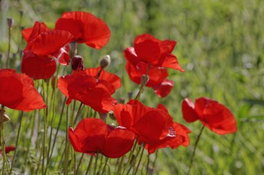 Papaver rhoeas, Corn Poppy, Corn Rose, Field Poppy, Flanders Poppy, Red Poppy, Red Weed, Coquelicot clipart