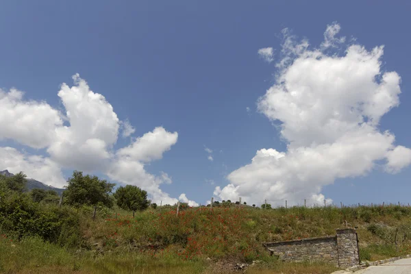 Landskap med vallmo nära Corte, Korsika, Frankrike, Europa — Stockfoto