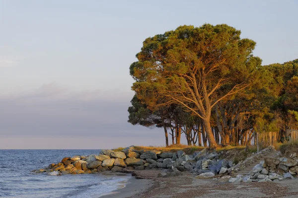 Pinus pinea, Sośnica (sosna Parasol, włoski kamień sosna, Sosna kamieniu) Moriani Plage, plaży Moriani, Korsyka — Zdjęcie stockowe