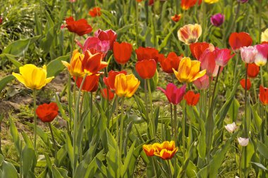Lale alan bahar, Aşağı Saksonya, Almanya