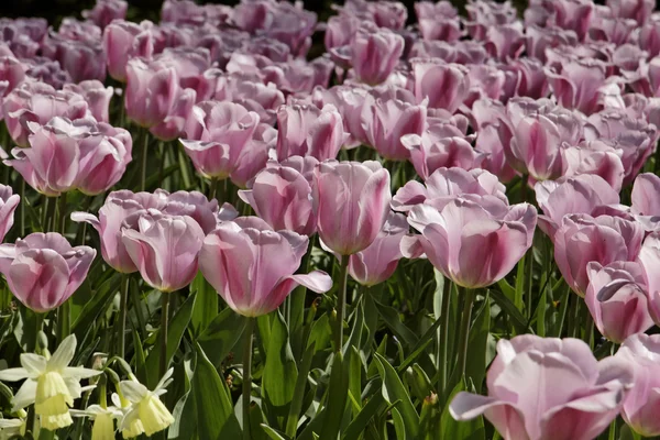 Różowe tulipany wiosną, Holandia — Zdjęcie stockowe