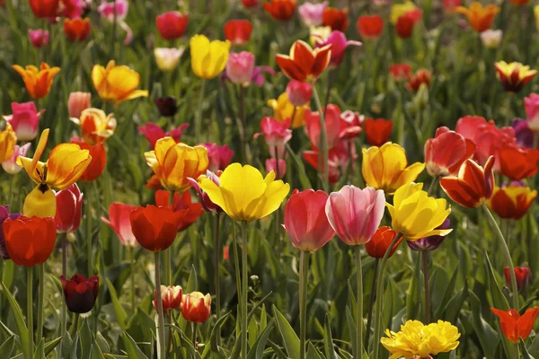 Pola tulipanów w wiosnę, Dolna Saksonia, Niemcy — Zdjęcie stockowe