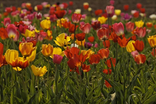 Тюльпановое поле весной, Нижняя Саксония, Германия — стоковое фото