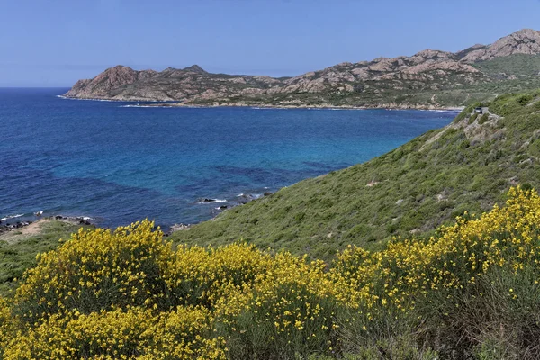 Spartium junceum, spanischer Besen, Weberbesen in der Nähe von ile rousse, balagne, Nordkorsika, Frankreich — Stockfoto