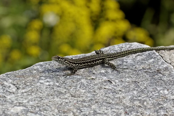 Padarcis tiliguerta, Lagarto Muralha Tirreno em um muro na Córsega, França, Europa — Fotografia de Stock