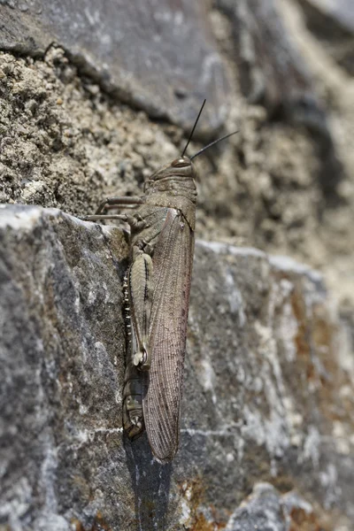 Egyptské Locust, egyptský koník (Anacridium aegypticum) na stěně v Korsika, Francie, Evropa — Stock fotografie