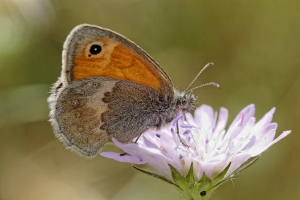 西ヨーロッパからの小さいヒース蝶 (Coenonympha pamphilus) — ストック写真