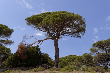 Pinus pinea, şemsiye çam (şemsiye çam, İtalyan taş çam, taş çam) Moriani Plage, Moriani beach, Corsica, Fransa