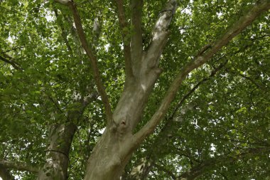 Çınar, Planetree, çınar, çınar Almanya, Europe