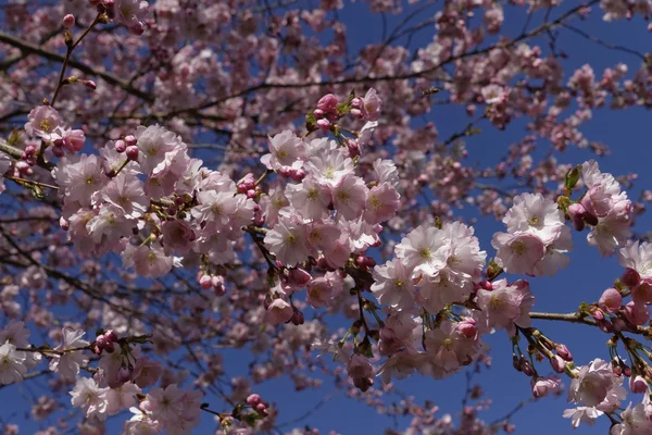 日本樱花树在春天，德国，欧洲 — 图库照片