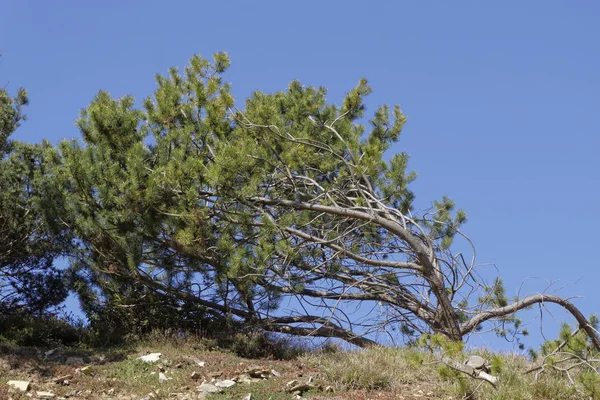 Pinus mugo, Dwarf mountain pine, scrub mountain pine, Swiss mountain pine, Mugo Pine in Germany, Europe — Stock Photo, Image