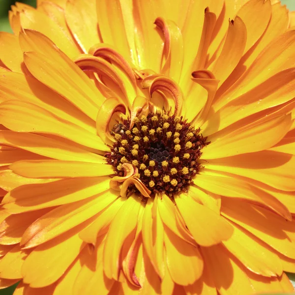 Calendula officinalis, měsíčku, Rudky, společné měsíček, česky měsíček — Stock fotografie