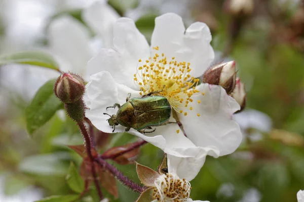 Cetonia aurata, Rose Chafer em uma rosa selvagem, Córsega, França, Europa — Fotografia de Stock