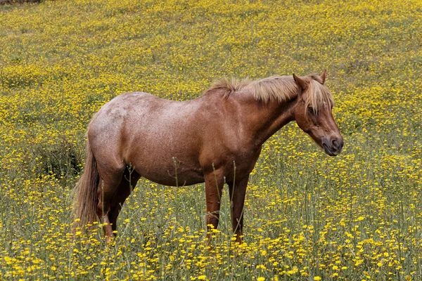 Pferd auf einer Blumenwiese in Korsika, Frankreich, Europa — Stockfoto