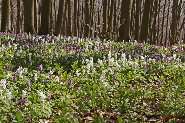Skogen med nunneört blomma på våren, Bad Iburg, Niedersachsen, Tyskland — Stockfoto