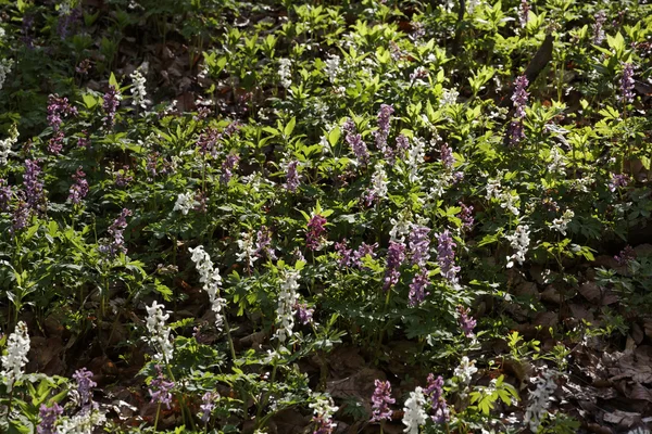 Corydalis flor na primavera, Bad Iburg, Baixa Saxônia, Alemanha — Fotografia de Stock