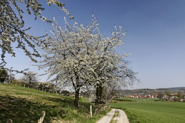 Foothpath with cherry trees in Hagen, Lower Saxony, Germany, Europe — Stock Photo, Image