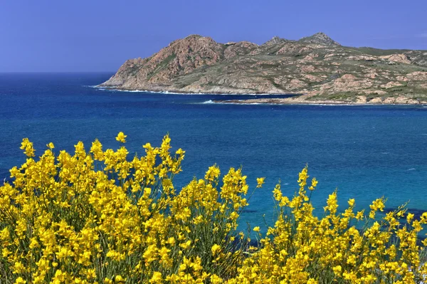 Middellandse Zee in de buurt van Ile Rousse met gele bezem planten, Balagne, noordelijke Corsica, Frankrijk — Stockfoto