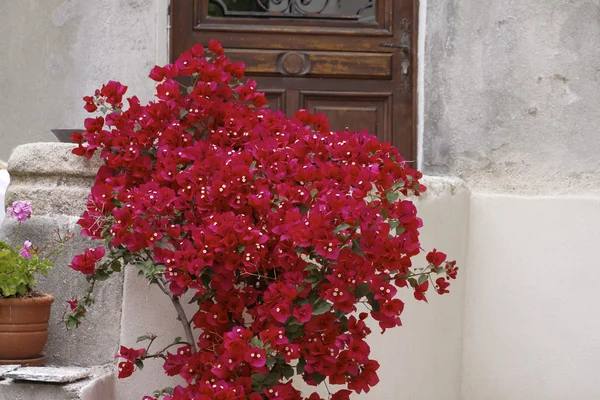 Стена дома в Сен-Флоран (Saint-Florent) с Bougainvillea glabra, Корсика, Франция, Европа — стоковое фото