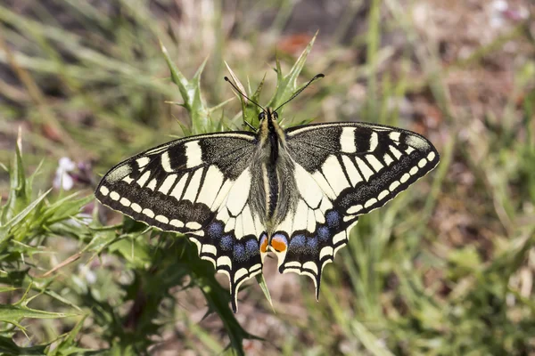 Papilio machaon, Swallowtail vlinder uit Italië, Europa — Stockfoto