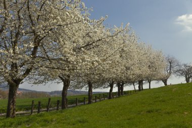 Kiraz çiçek açması ağaçlarda Hagen, Osnabrueck ülke, Almanya