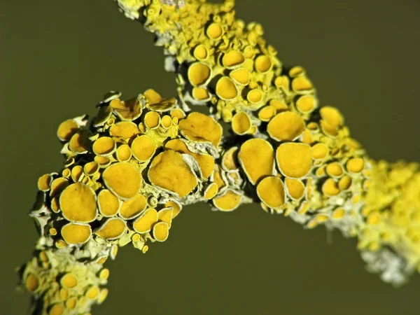 Yellow tree lichens on a branch in Germany — Stock Photo, Image