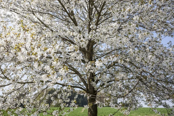 Blossoming cherry trees in Hagen, Osnabrueck country, Germany — Stock Photo, Image