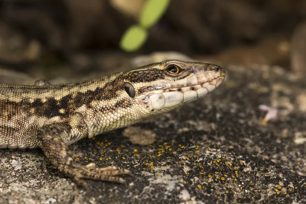 Podarcis muralis, Common wall lizard from Germany, Europe — Stock Photo, Image