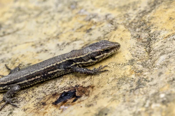 Podarcis muralis, közös fali gyík-a Németország, Európa — Stock Fotó