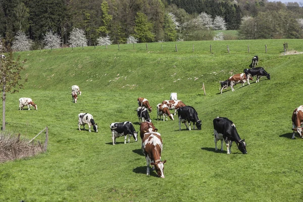 Otlayan inekler Bahar, Holperdorp, Tecklenburger arazi, Kuzey Ren-Vestfalya, Almanya, Avrupa — Stok fotoğraf