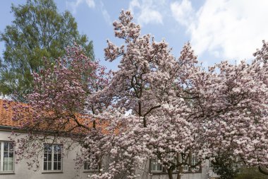 Baharda manolya ağacı, Aşağı Saksonya, Almanya