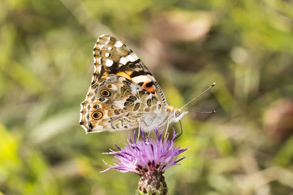 Vanessa cardui, Painted Lady butterfly from Lower Saxony, Germany — Stock Photo, Image