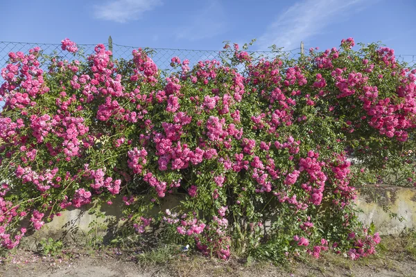 Ściana róż w pobliżu Porto Azzurro, Elba, Toskania, Włochy — Zdjęcie stockowe