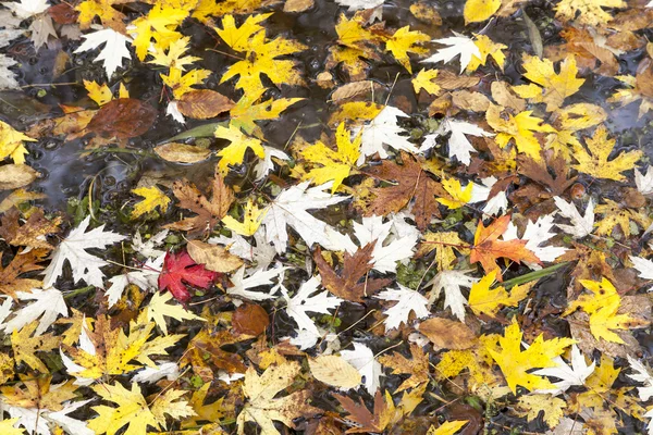 Feuilles d'automne colorées en Basse-Saxe, Allemagne — Photo