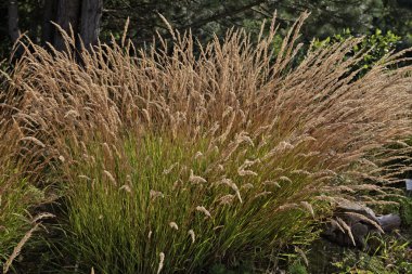 Bitkiler ışık, Westphalia, Almanya, Avrupa