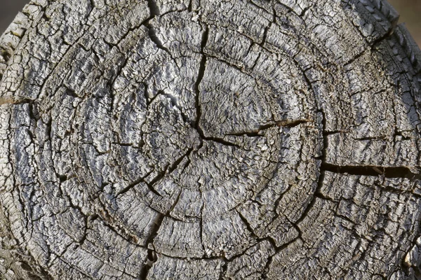 Old gray tree stump in Germany, Europe — Stock Photo, Image