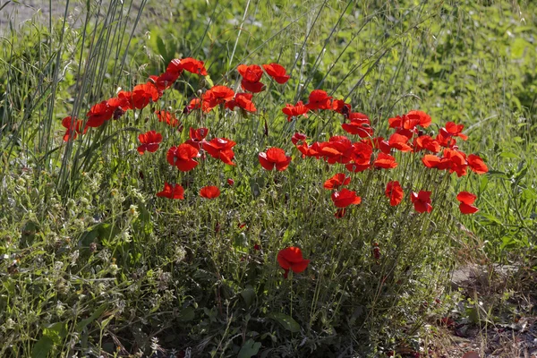 Papaver rhoeas, Amapola de maíz, Rosa de maíz, Amapola de campo, Amapola de Flandes, Amapola roja, Hierba roja, Coquelicot — Foto de Stock