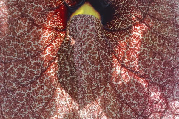 Aristolochia gigantea, fiore di pellicano gigante, brasiliano Dutchman del tubo — Foto Stock