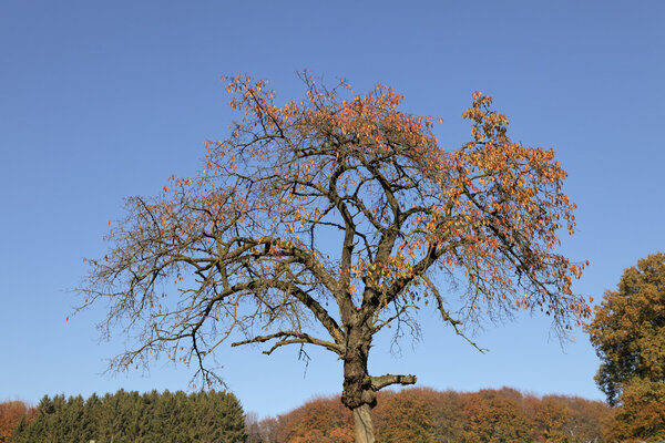 Tree in autumn, Lower Saxony, Germany