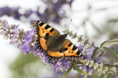 Nymphalis urticae (Nymphalis urticae), Aşağı Saksonya, Almanya küçük kaplumbağa kabuğu