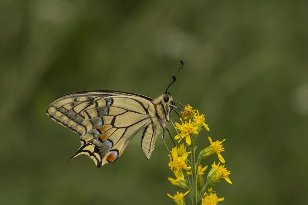 Papilio machaon, Swallowtail butterfly from Lower Saxony, Germany — Stock Photo, Image