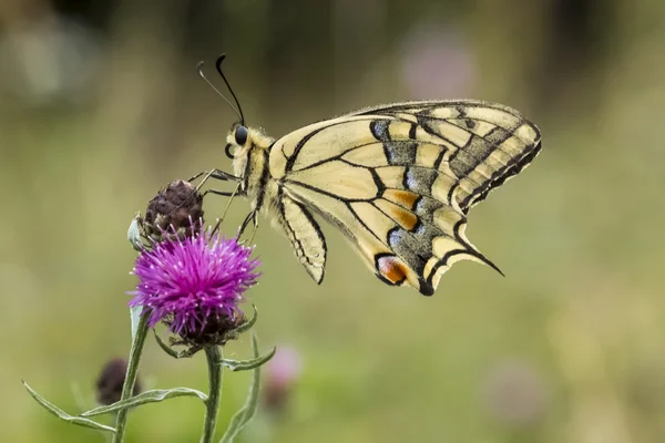 Papilio machaon, otakárek butterfly z Dolní Sasko, Německo — Stock fotografie