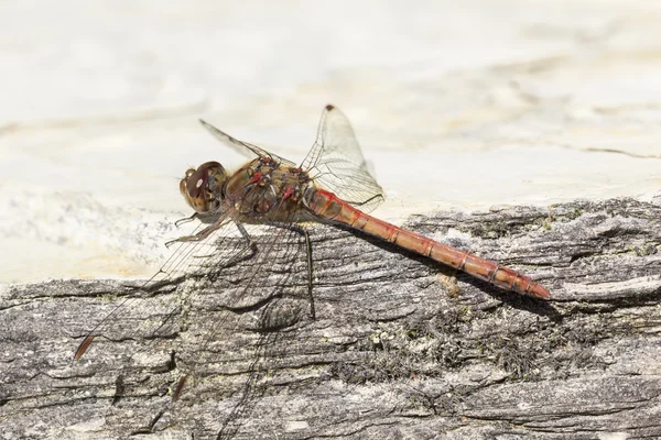 Sympetrum striolatum, Dard commun, libellule de Basse-Saxe, Allemagne — Photo