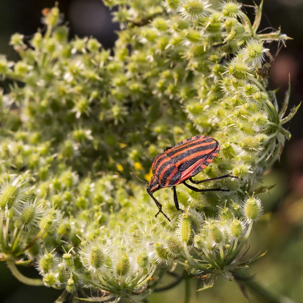 Graphosoma lineatum, bug Shield da Baixa Saxônia, Alemanha — Fotografia de Stock