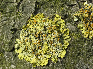 Almanya 'da bir ağaç kabuğunda sarı ağaç zambakları