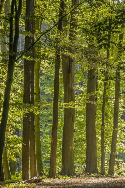 Las liściasty w Dolnej Saksonii, Niemcy — Zdjęcie stockowe